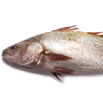 Corvina