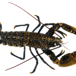 Lavagante