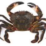 Navalheira