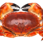 Sapateira