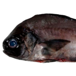 Pampo