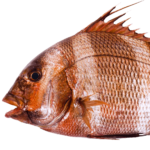 Pargo-sêmola