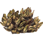 Percebes