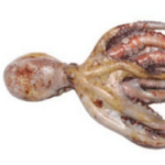 Polvo da Costa (Fresco)